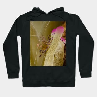 Dancing on An Anemone Hoodie